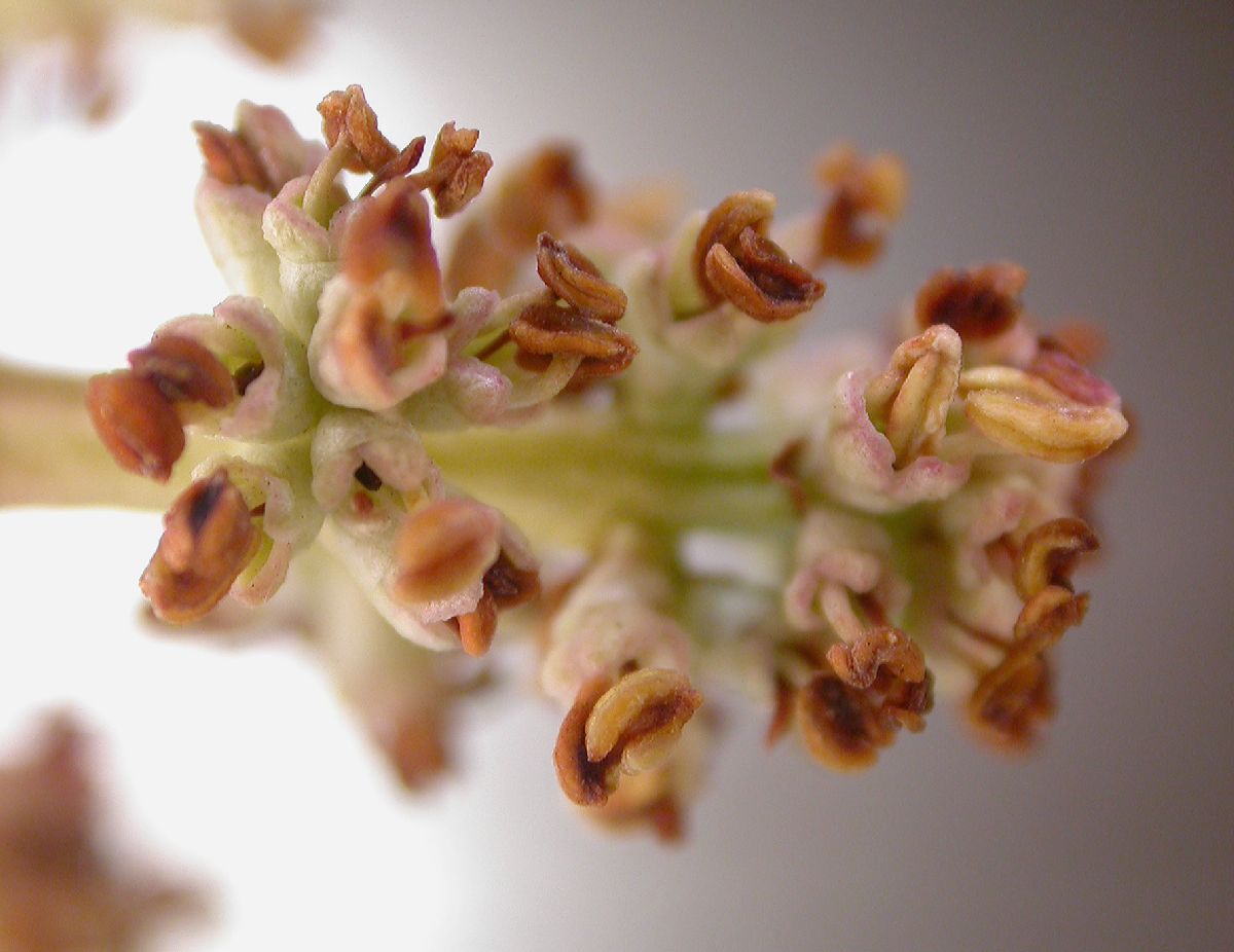 Oleaceae Ligustrum lucidum