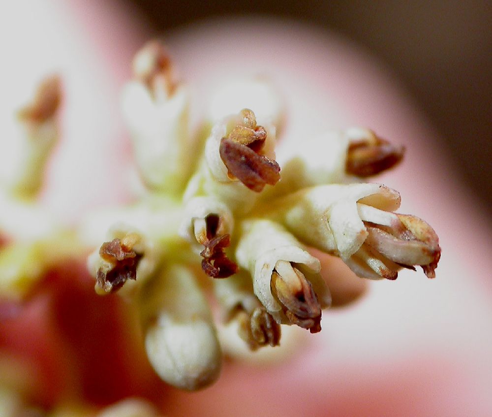 Oleaceae Ligustrum lucidum