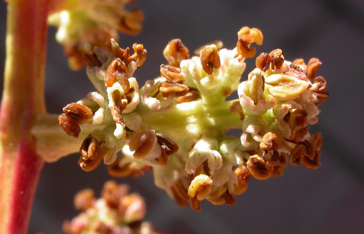 Oleaceae Ligustrum lucidum