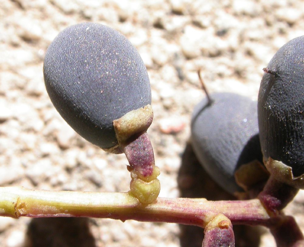 Oleaceae Ligustrum lucidum