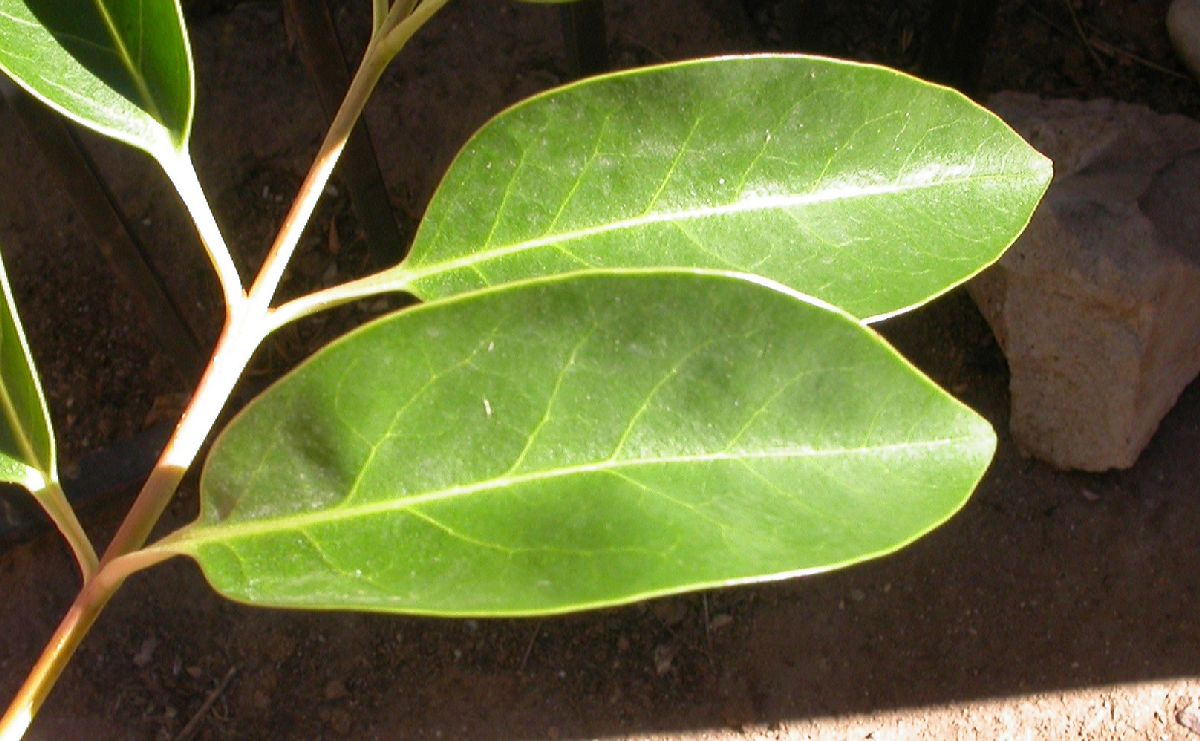 Oleaceae Ligustrum lucidum