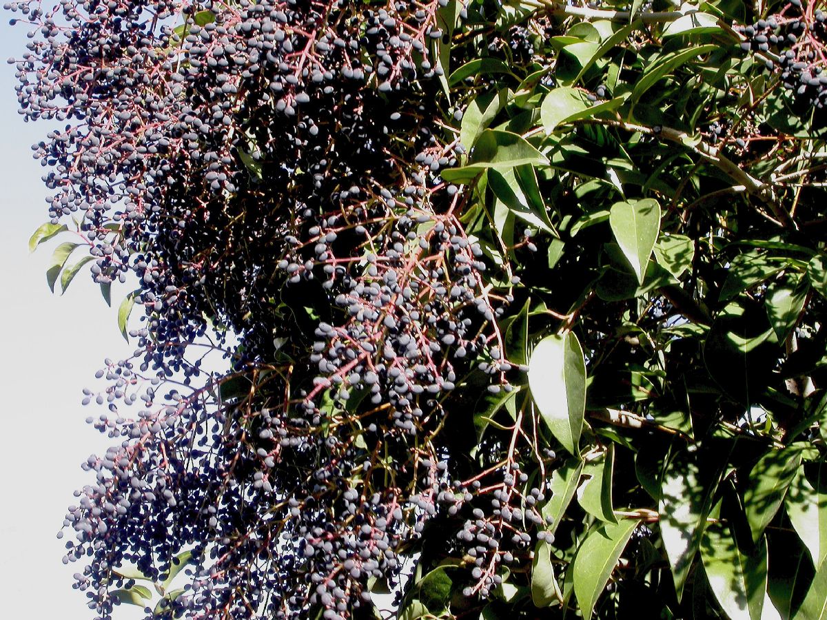 Oleaceae Ligustrum lucidum