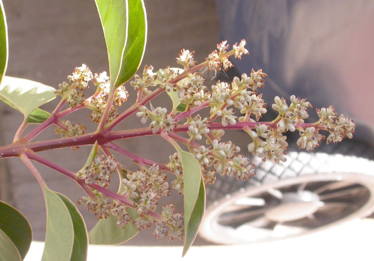 Oleaceae Ligustrum lucidum