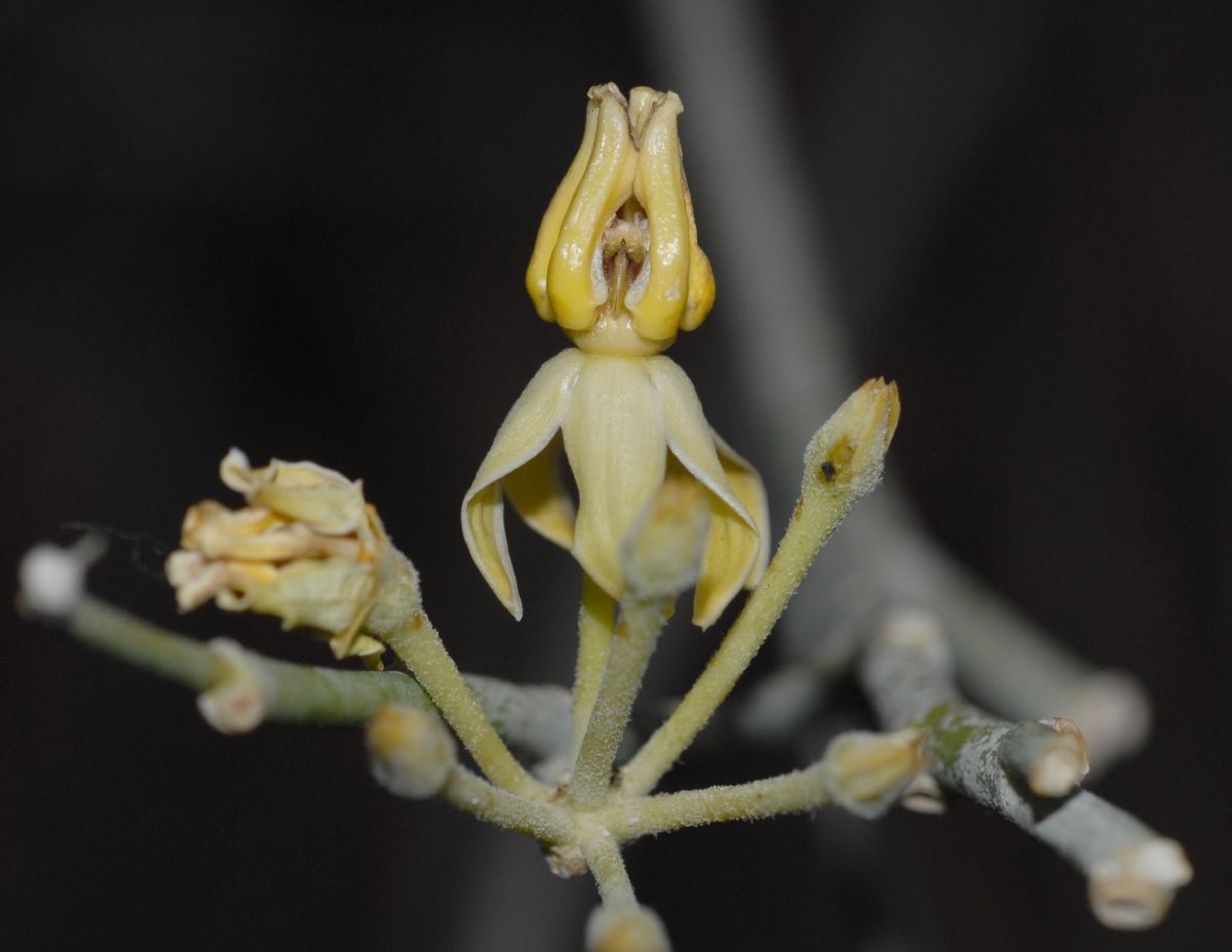 Apocynaceae Asclepias 