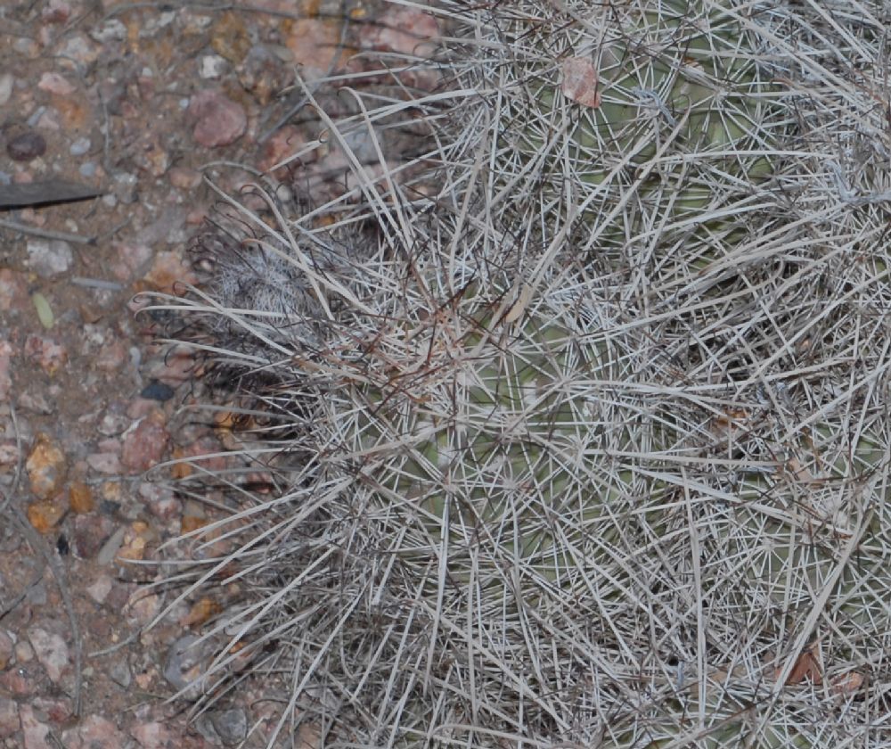 Cactaceae Cochemiea setispina