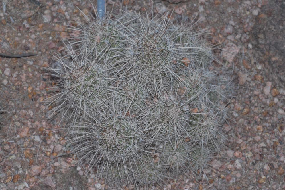 Cactaceae Cochemiea setispina