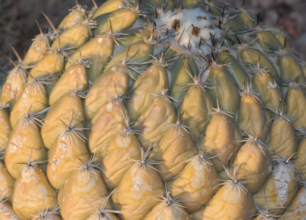 Cactaceae Coryphantha calipensis