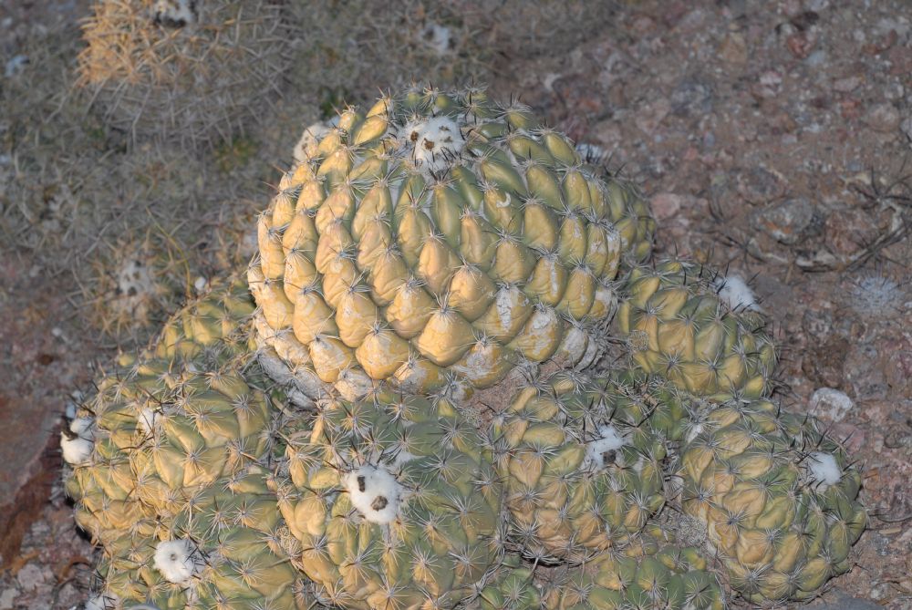 Cactaceae Coryphantha calipensis