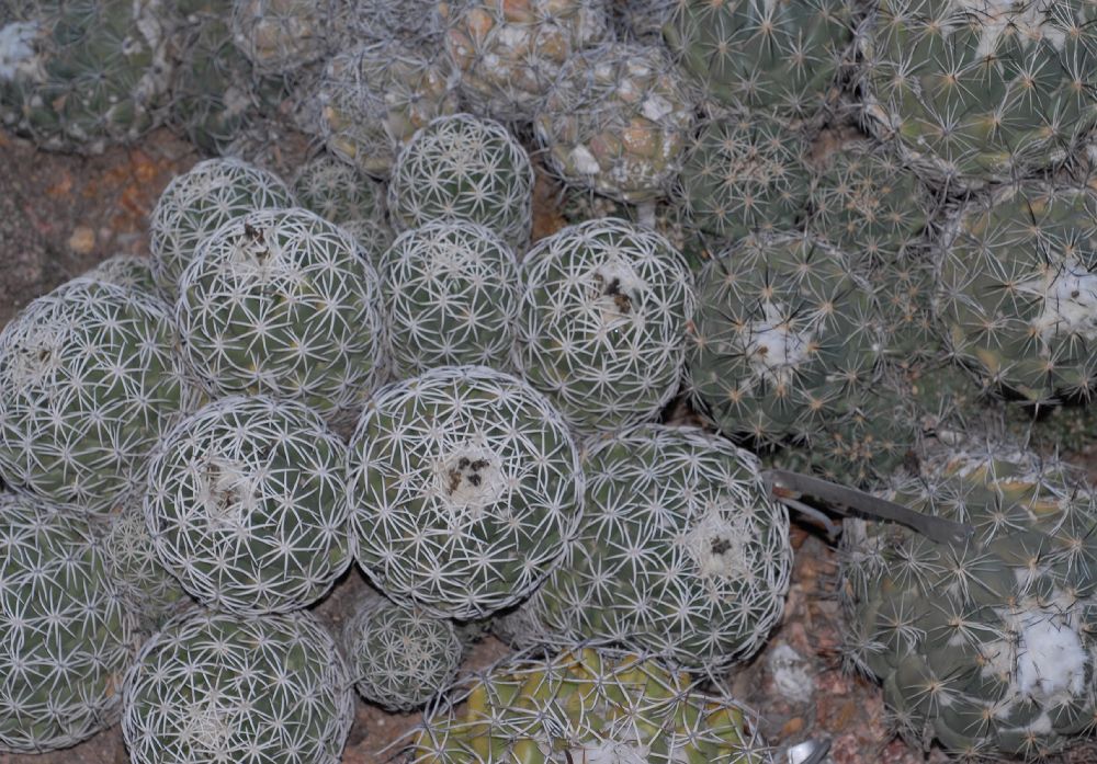 Cactaceae Coryphantha pycnacantha