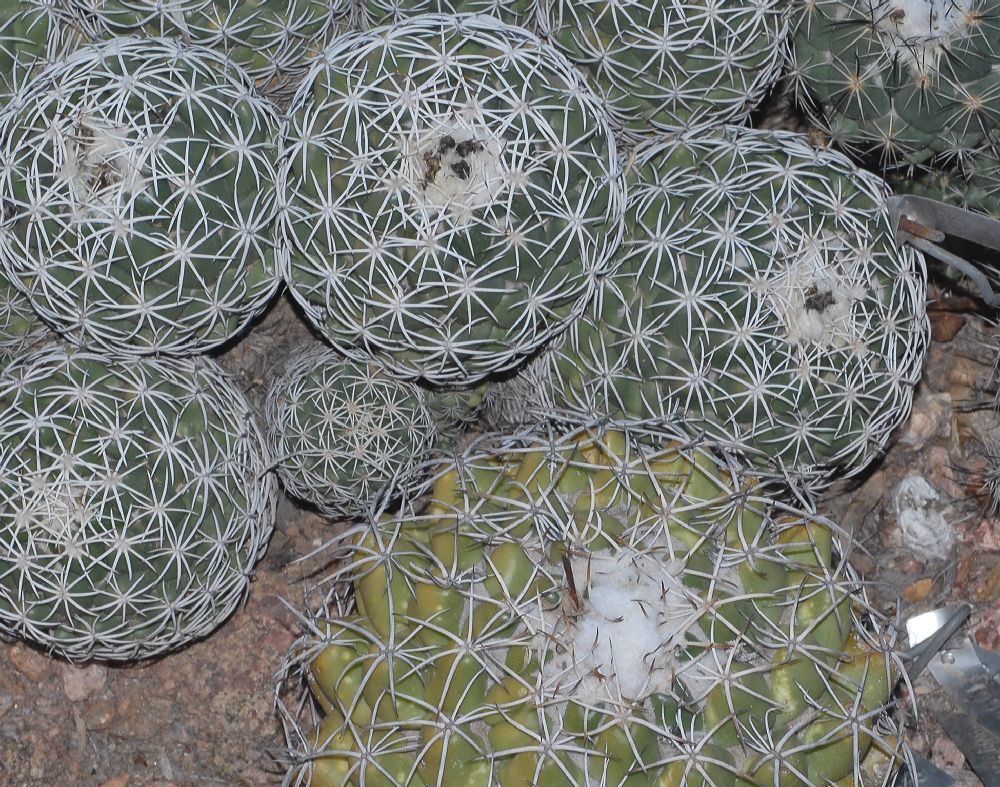 Cactaceae Coryphantha pycnacantha