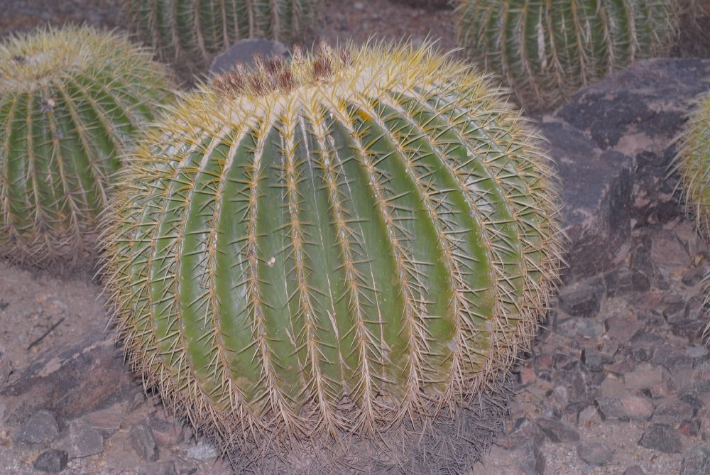 Cactaceae Echinocactus grusonii