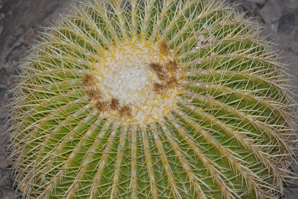 Cactaceae Echinocactus grusonii