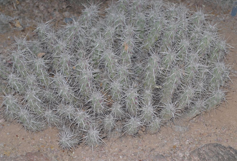 Cactaceae Echinocereus brandegeei