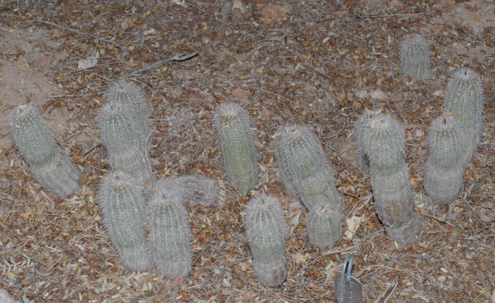 Cactaceae Echinocereus stoloniferus