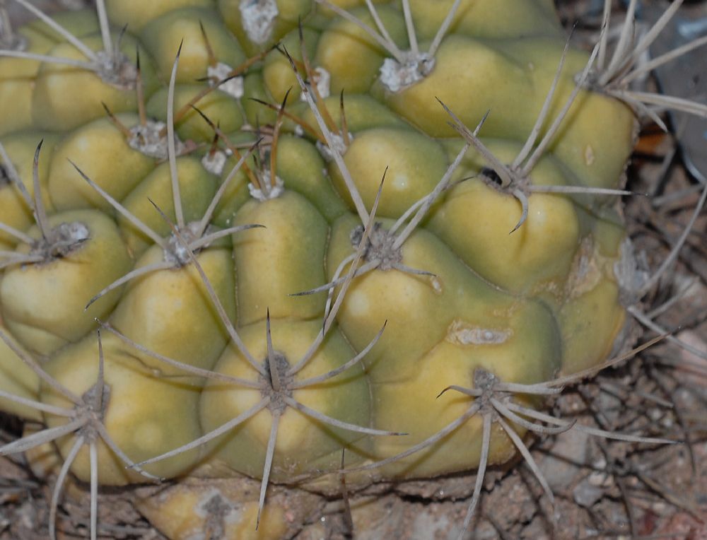 Cactaceae Gymnocalycium marsoneri