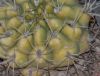 image of Gymnocalycium marsoneri