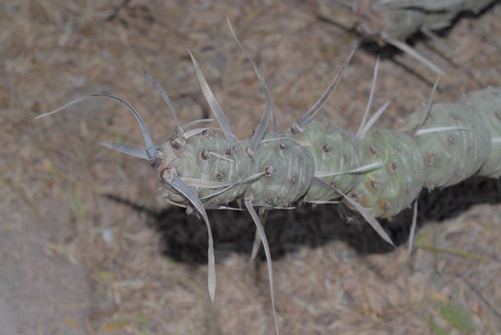 Cactaceae Opuntia articulata