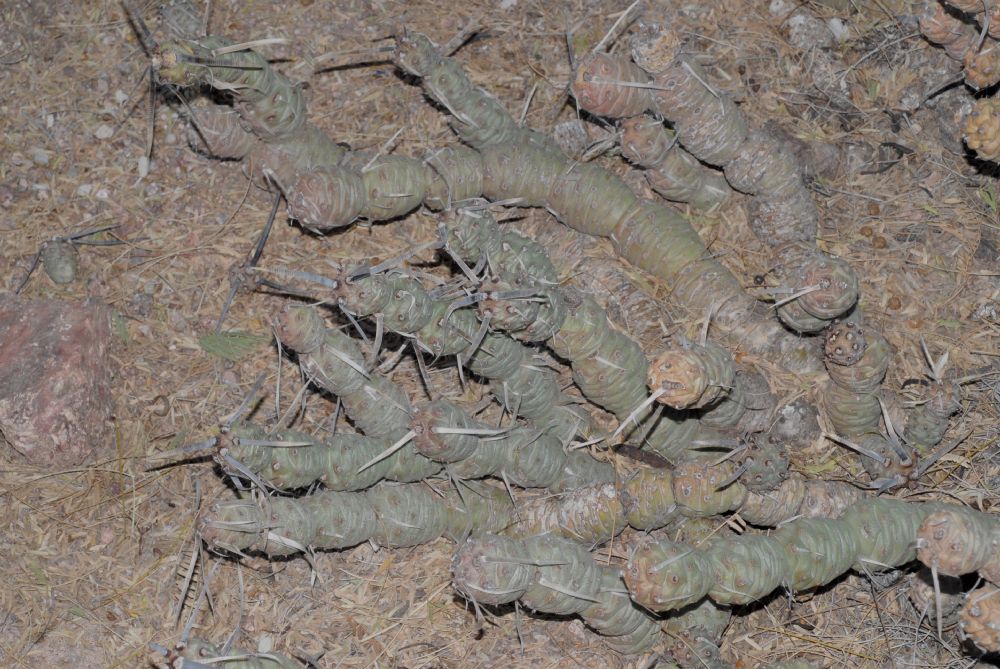 Cactaceae Opuntia articulata