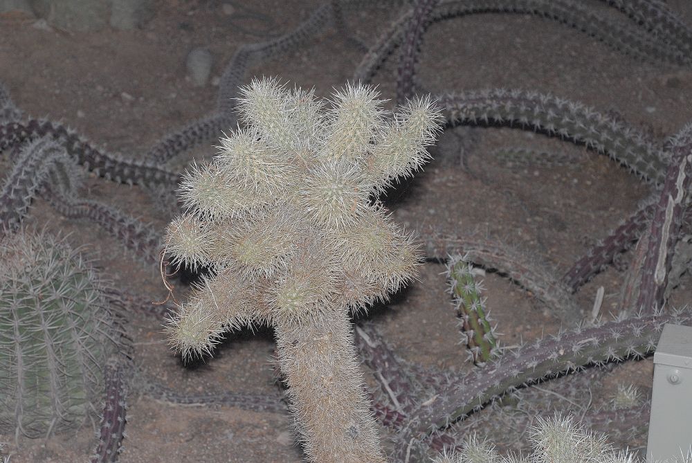 Cactaceae Opuntia bigelovii