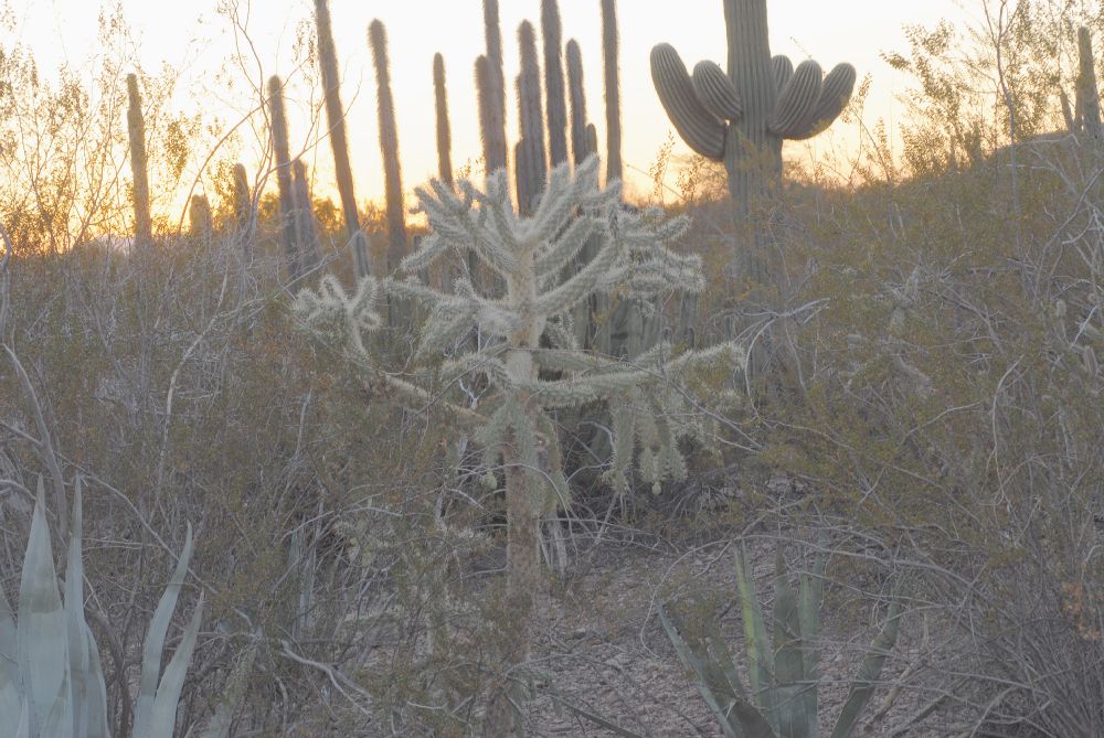 Cactaceae Opuntia bigelovii