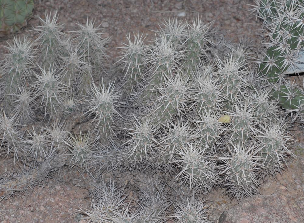 Cactaceae Opuntia invicta