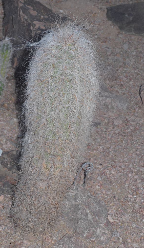 Cactaceae Oreocereus celsianus