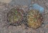 image of Stenocactus crispatus