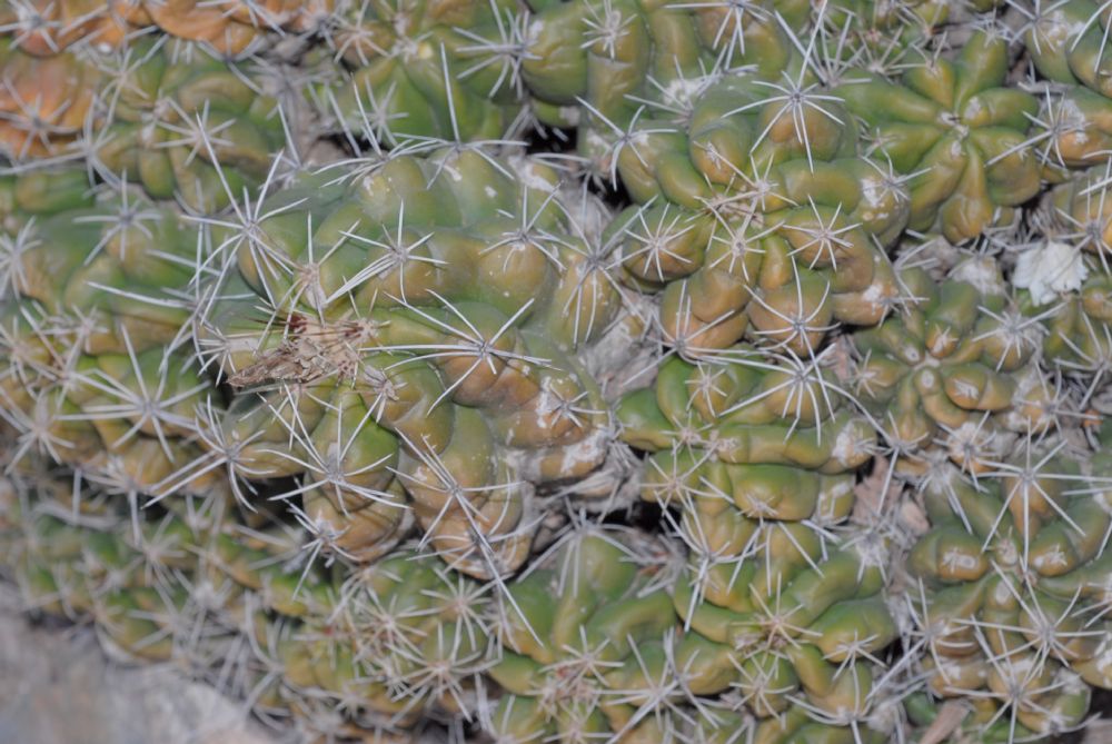 Cactaceae Telocactus tulensis