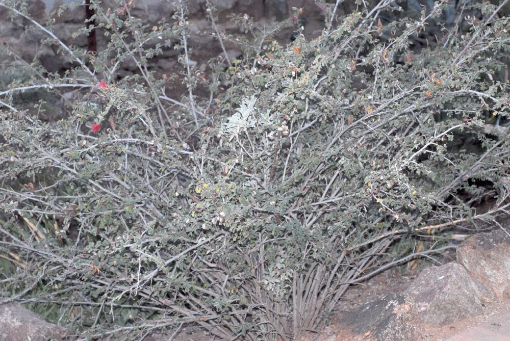 Fabaceae Calliandra californica