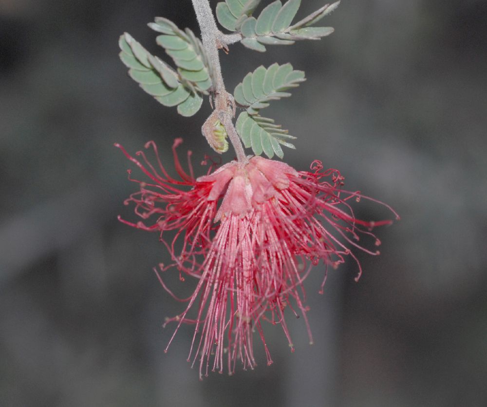 Fabaceae Calliandra californica