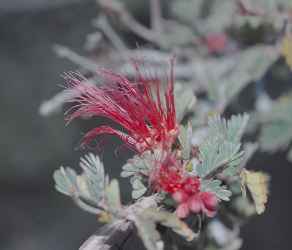 Fabaceae Calliandra californica