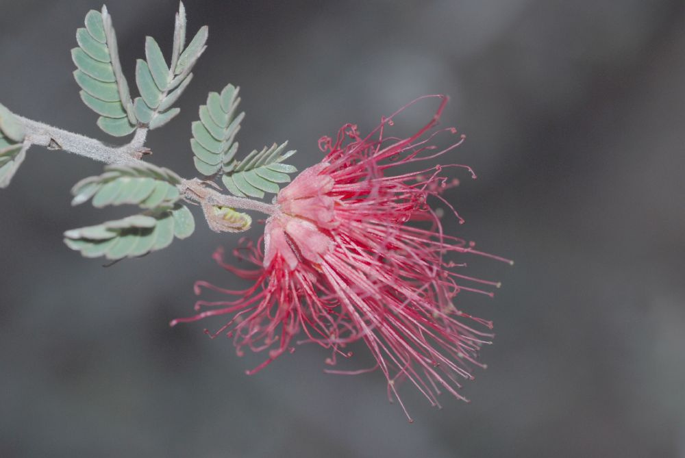 Fabaceae Calliandra californica