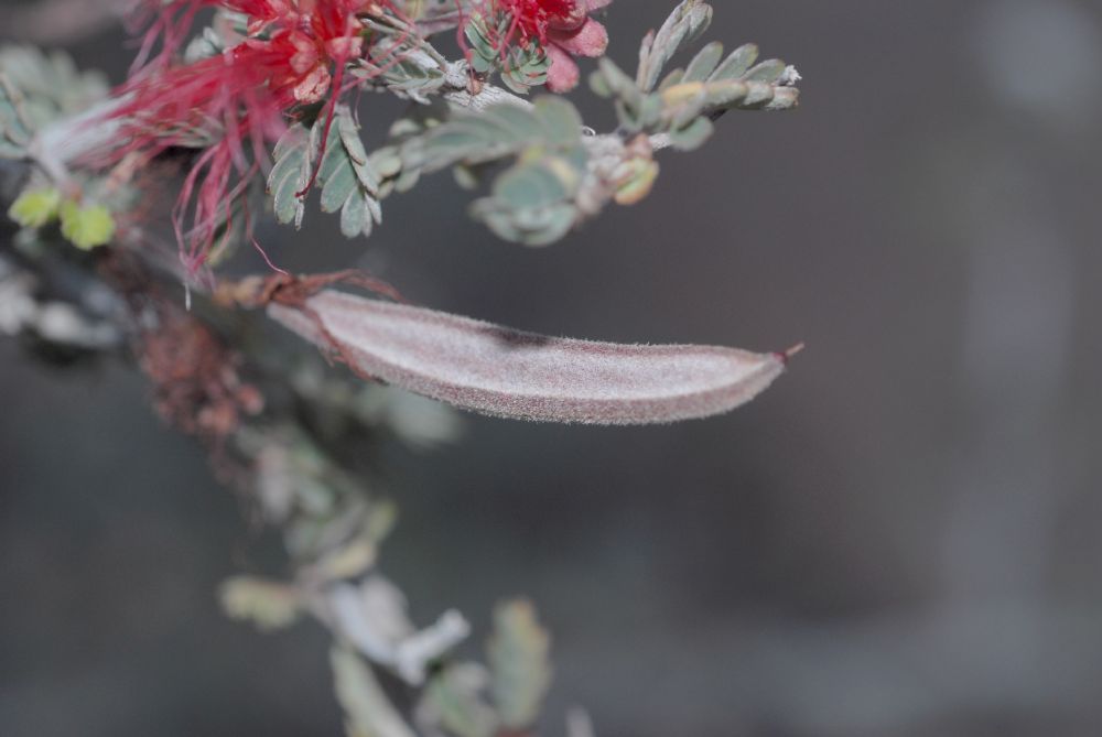 Fabaceae Calliandra californica