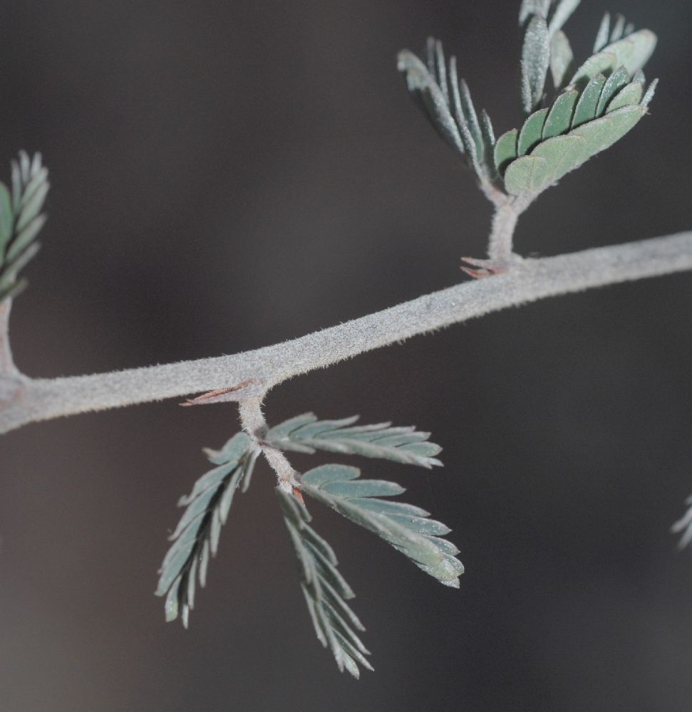 Fabaceae Calliandra californica