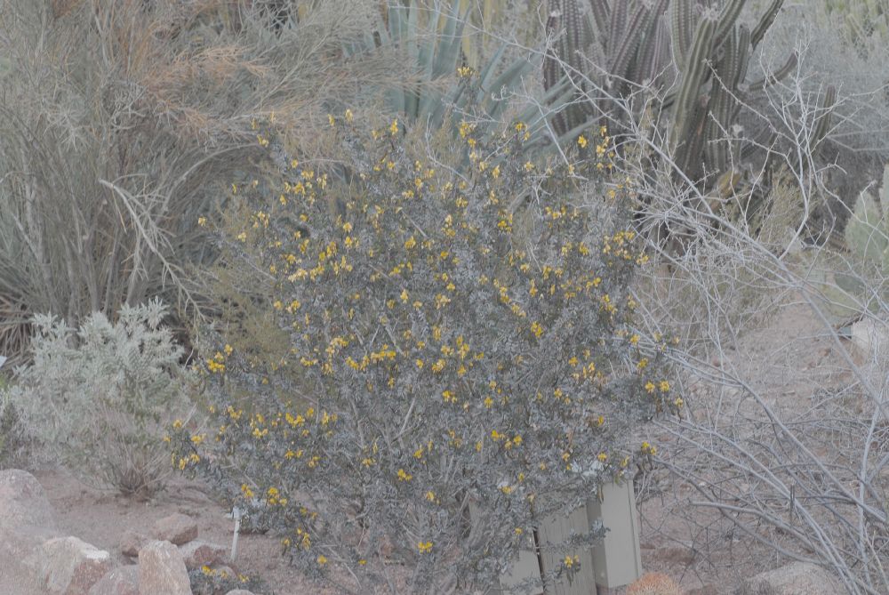 Fabaceae Cassia purpusii