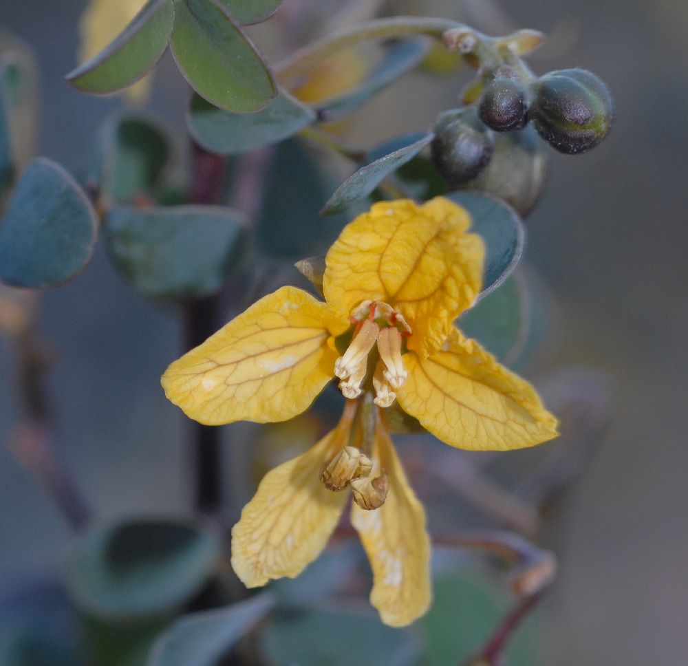 Fabaceae Cassia purpusii