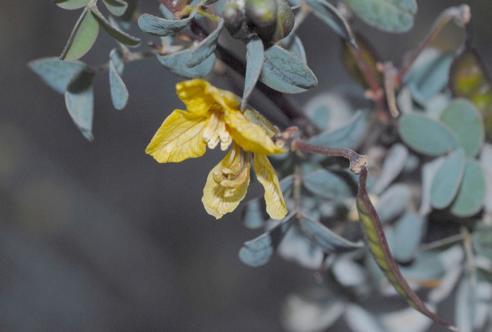 Fabaceae Cassia purpusii