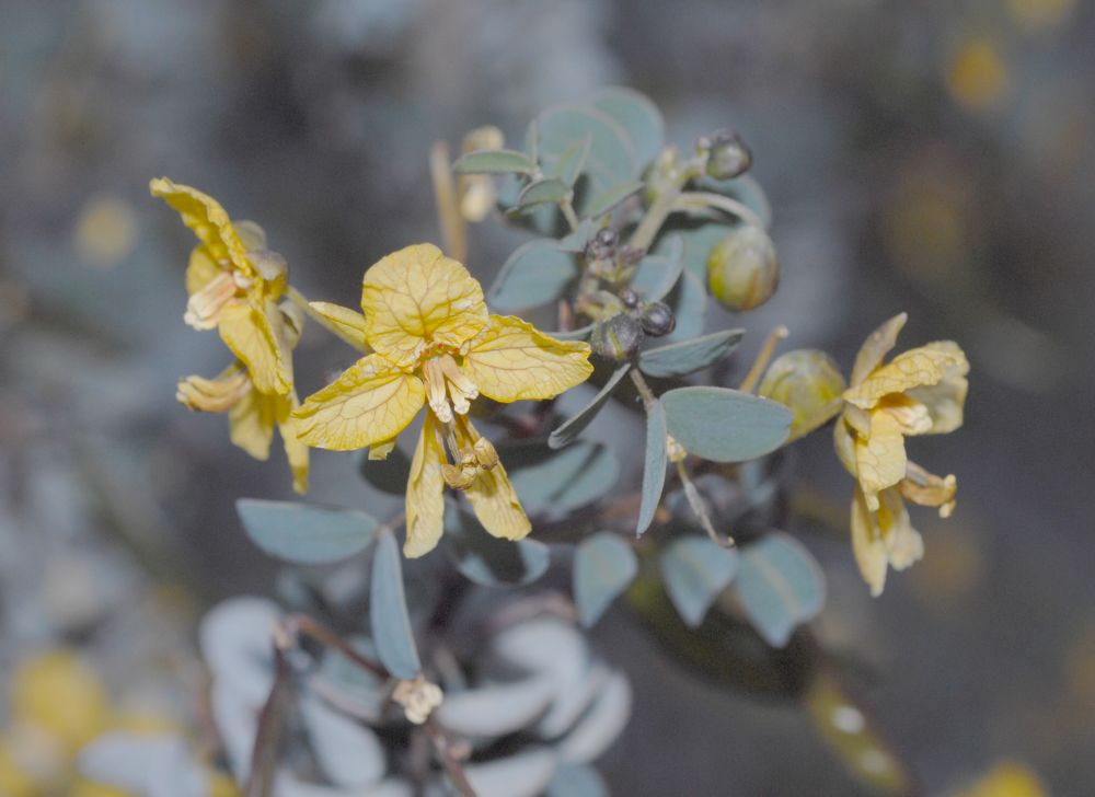 Fabaceae Cassia purpusii