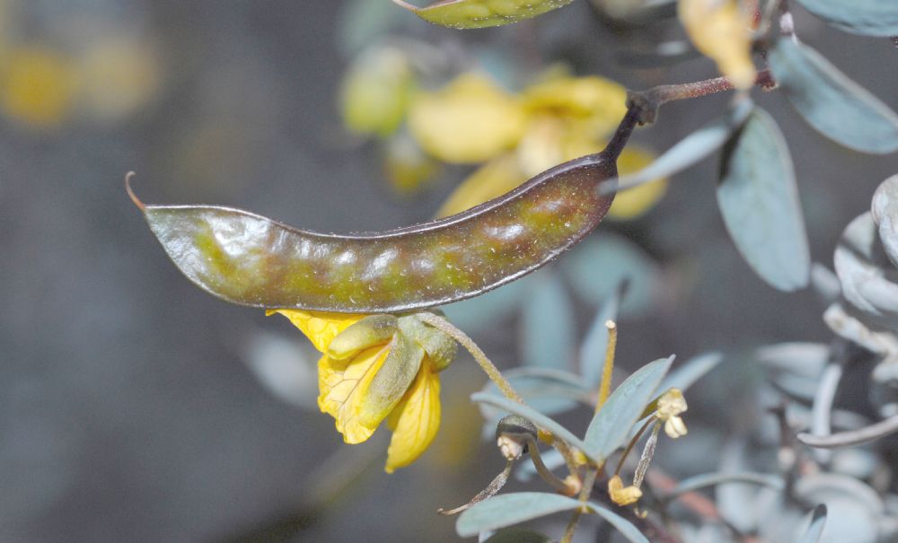 Fabaceae Cassia purpusii