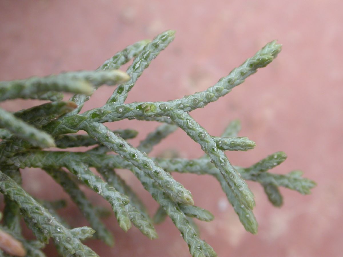 Cupressaceae Juniperus californica