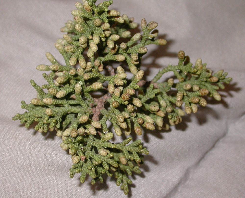 Cupressaceae Juniperus californica