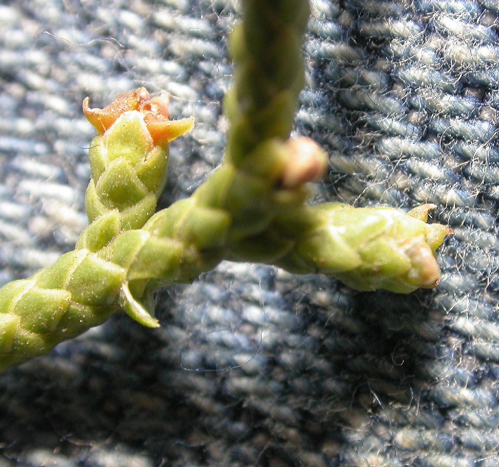 Cupressaceae Juniperus californica