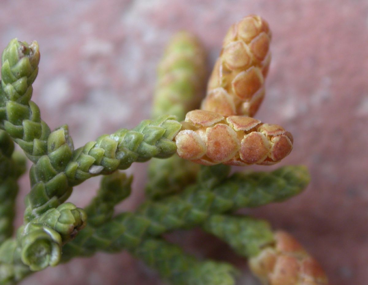 Cupressaceae Juniperus californica