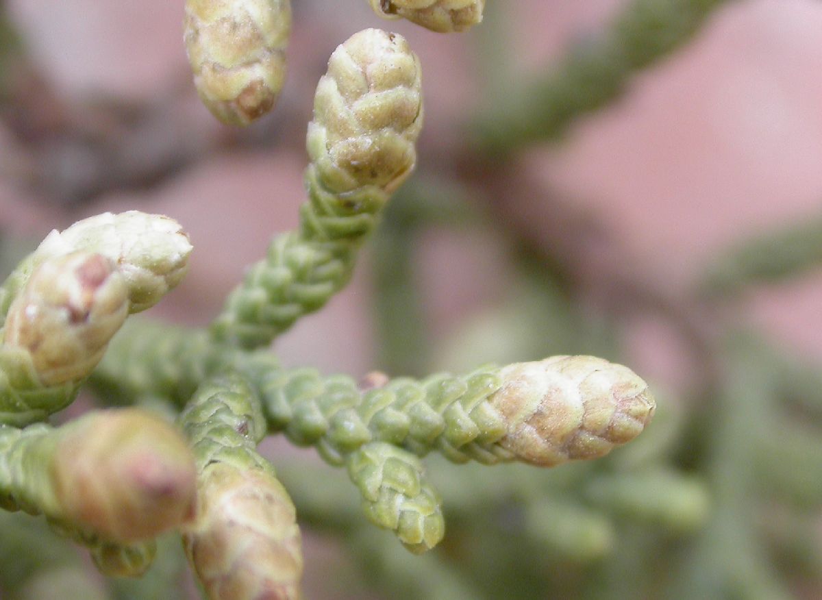 Cupressaceae Juniperus californica