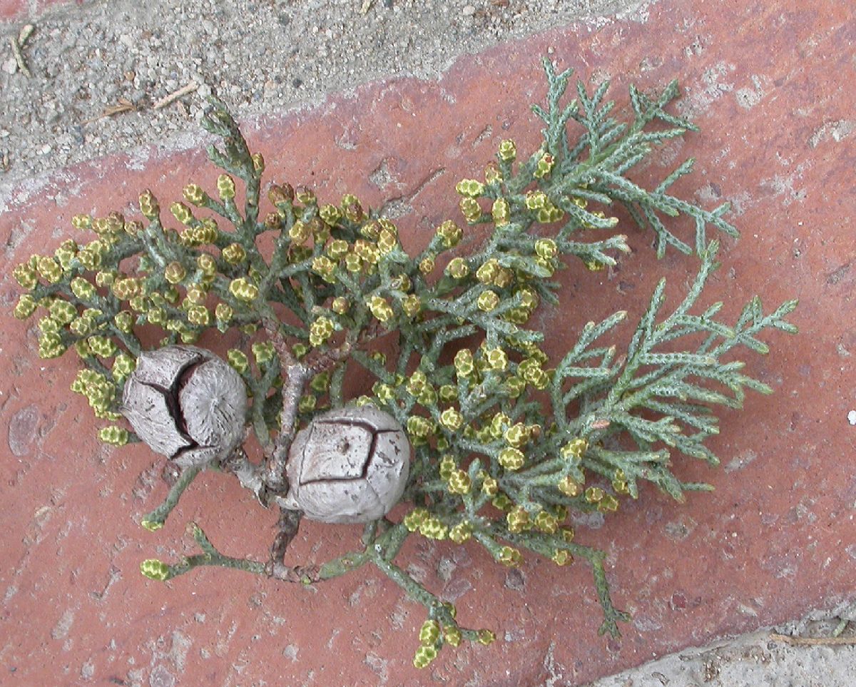 Cupressaceae Callitropsis glabra