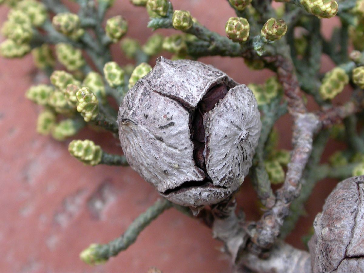 Cupressaceae Callitropsis glabra