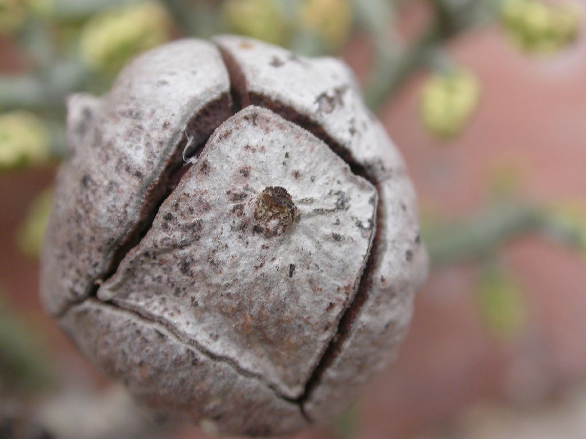 Cupressaceae Callitropsis glabra