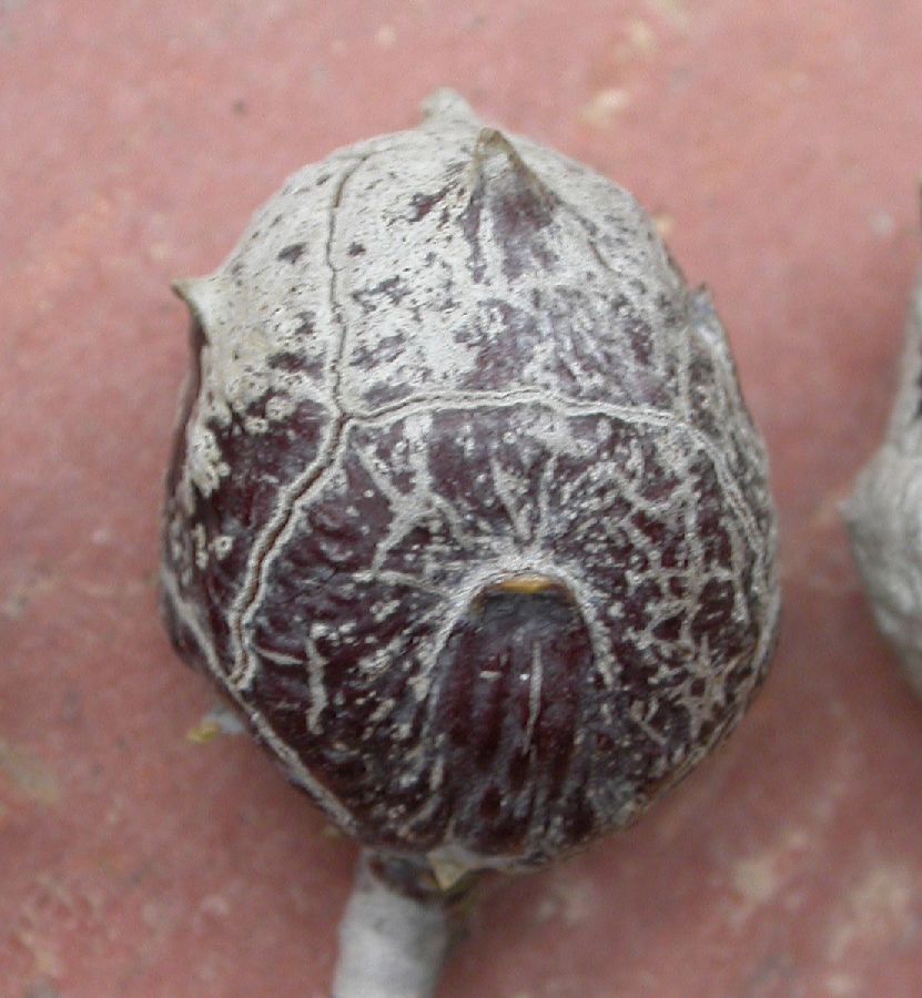 Cupressaceae Callitropsis glabra