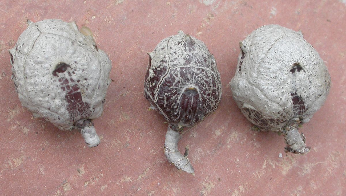 Cupressaceae Callitropsis glabra