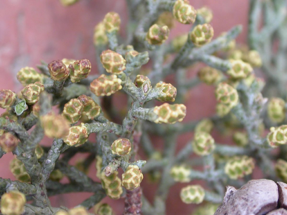 Cupressaceae Callitropsis glabra